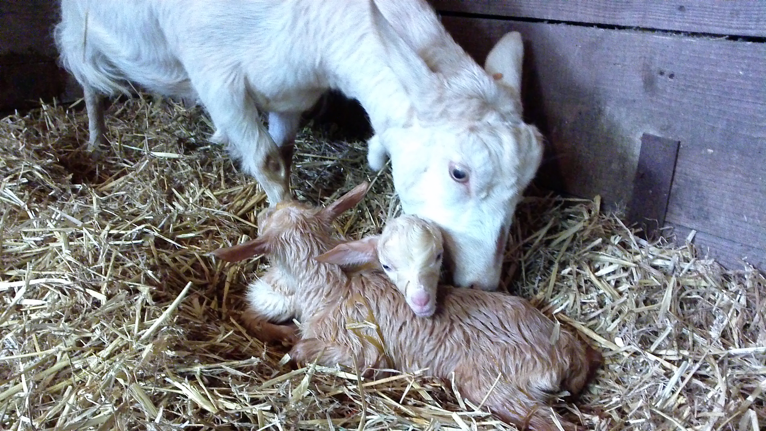 2017 babies, Lark and Linnet