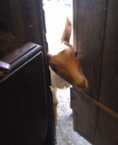If I could just squeeze through here……. I could help myself to lunch!