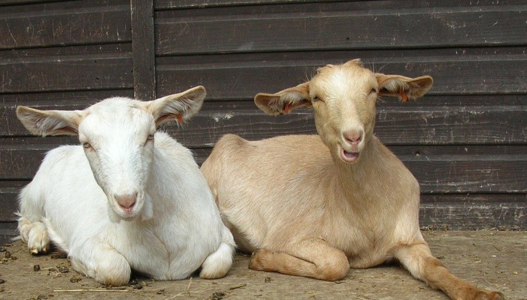 May Cottage Goats