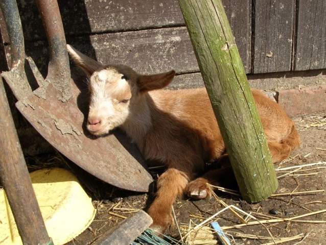 May Cottage Goats