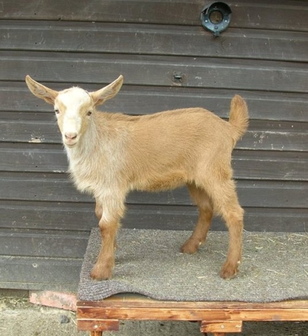 May Cottage Goats