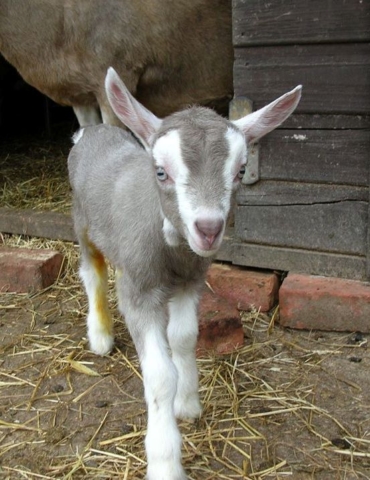 May Cottage Goats