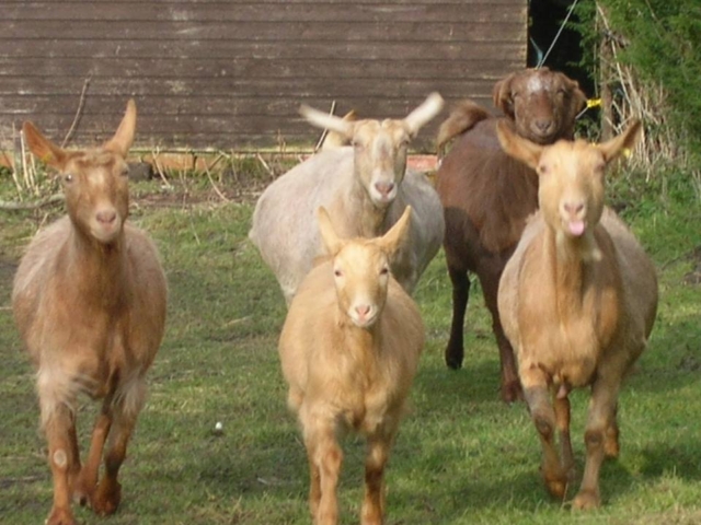 May Cottage Goats