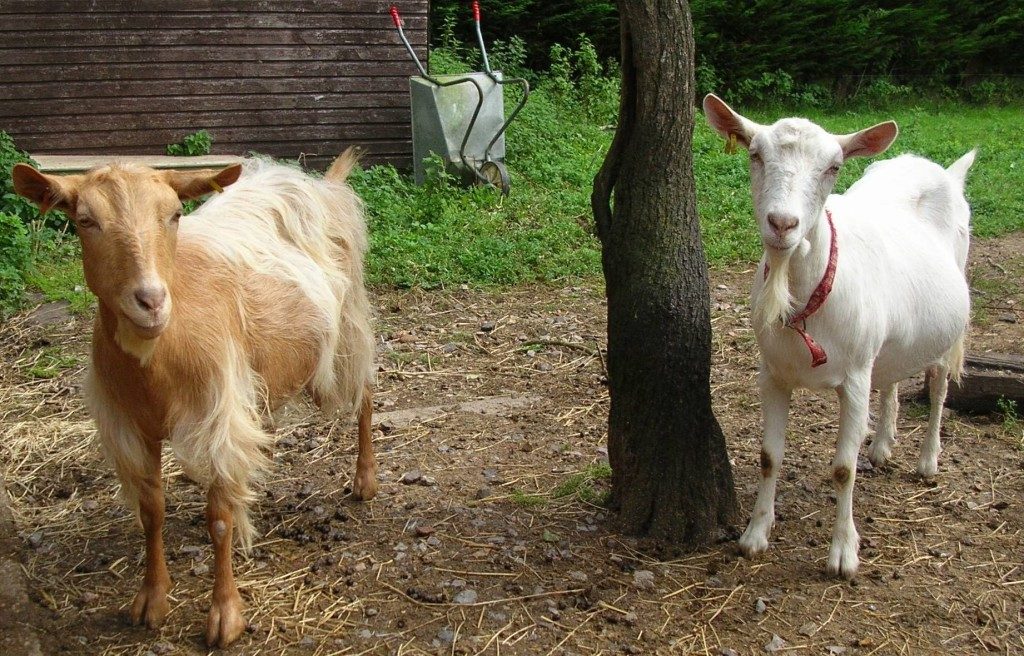 May Cottage Goats