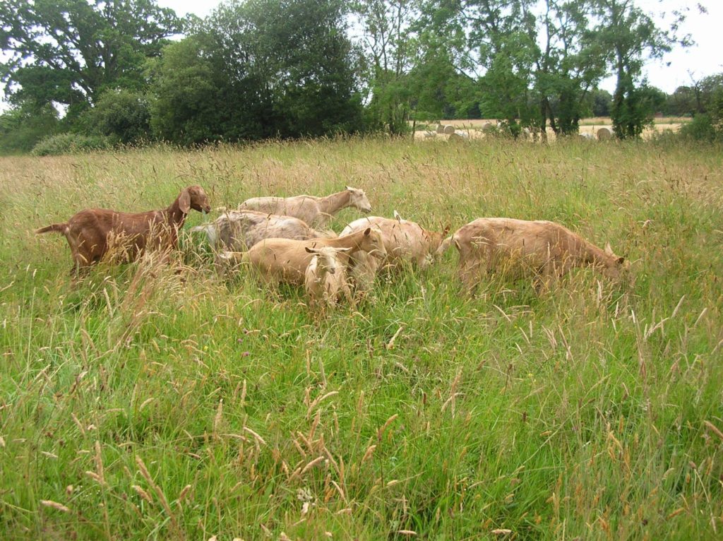 Paschal and Lupin are enjoying going out in the big field with the grown ups!