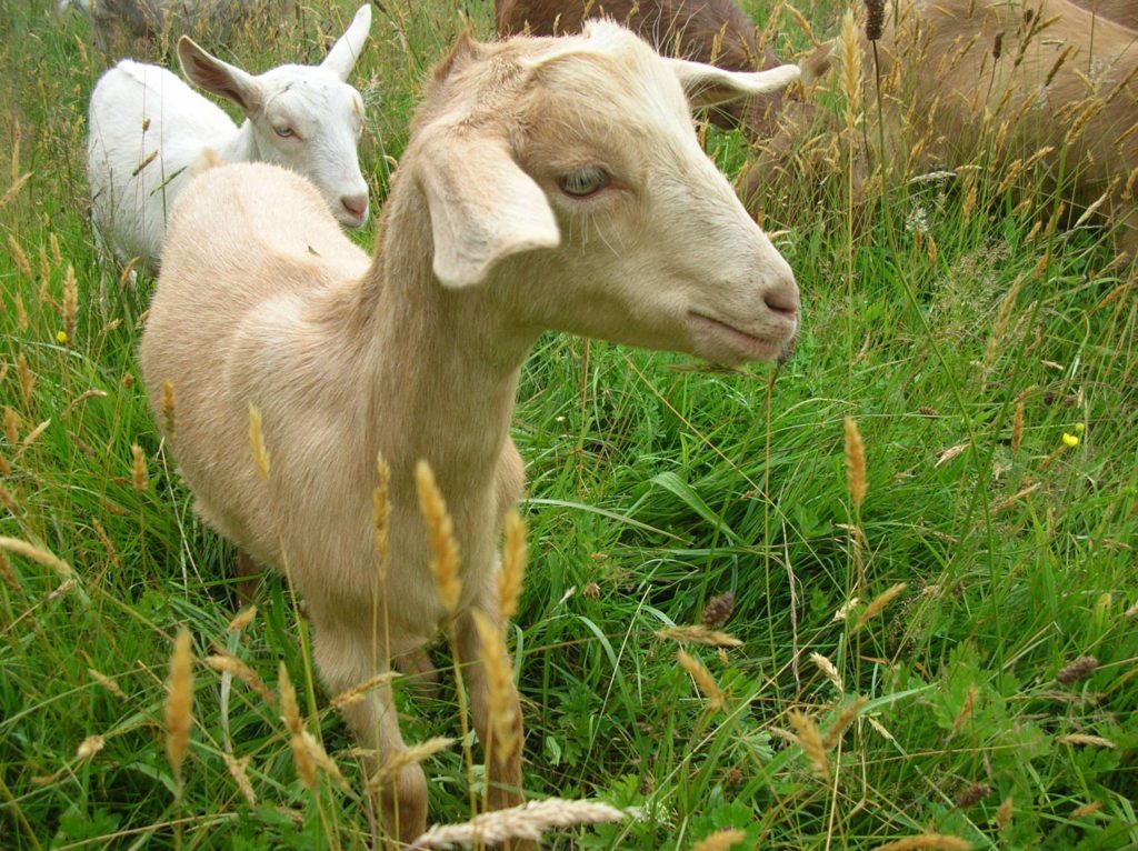 Paschal and Lupin are enjoying going out in the big field with the grown ups!