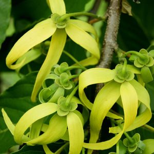 Ylang Yang