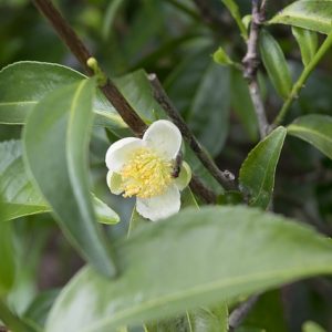 tea flower