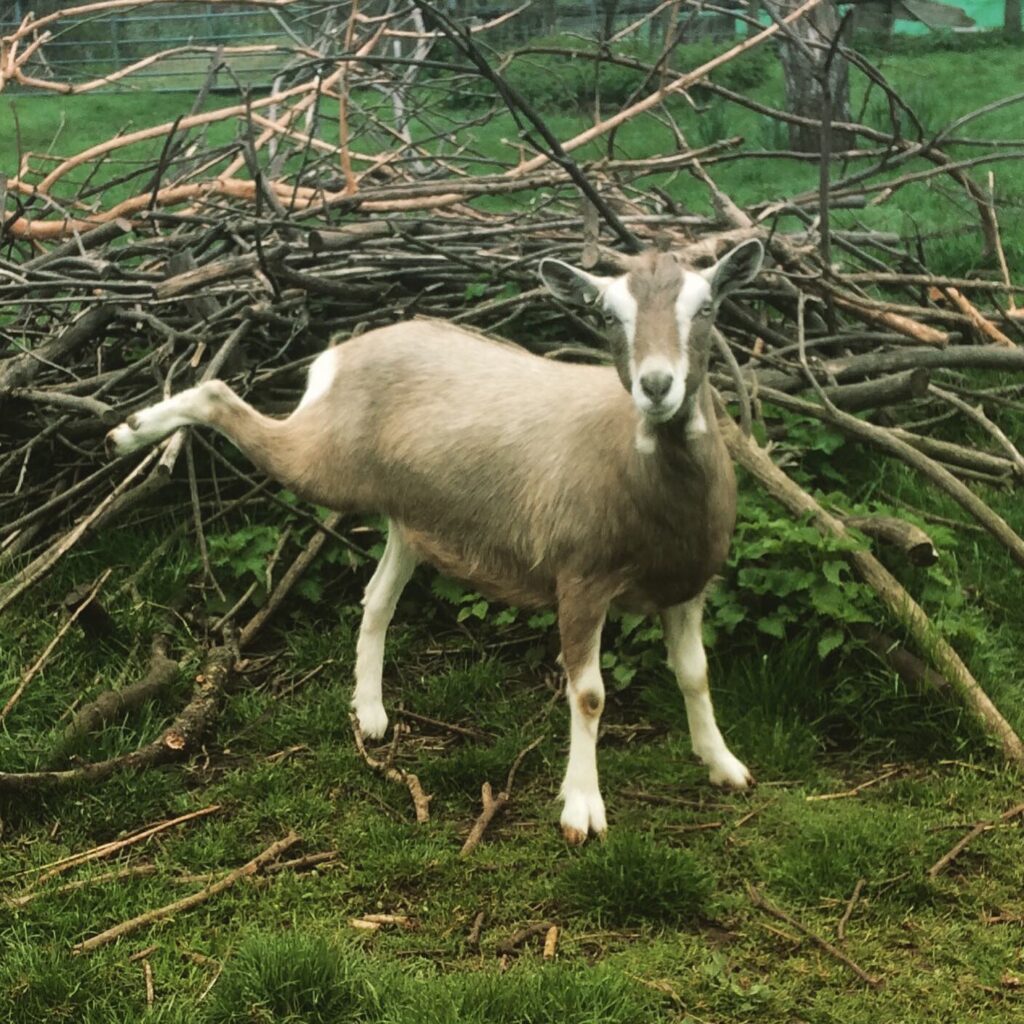 Goat yoga!