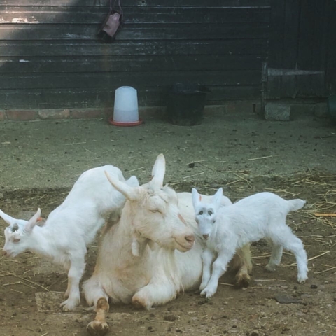 Leapfrog with mum!